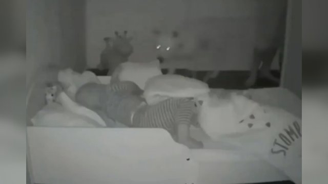 Netikėtas keturkojo įprotis: nenueina miegoti to nepadaręs