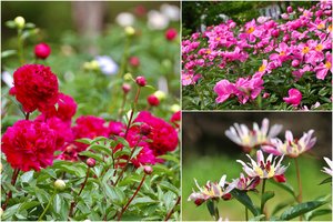 VDU Botanikos sode pražydo lankytojų laukiamiausia kolekcija: jau tuoj pasieks piką