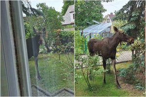 Tokio svečio pažvelgusi pro langą pamatyti nesitikėjo: atgal žiūrėjo didžiulis žvėris