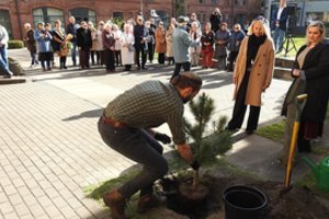 Pro memoria Juozui Šikšneliui: paskutinįjį romaną vainikavo eglaitė bibliotekoje