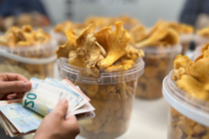 Pasipylė pirmieji grybai: ekspertas atviras – jų kainą lemia toli gražu ne lietuviškas derlius