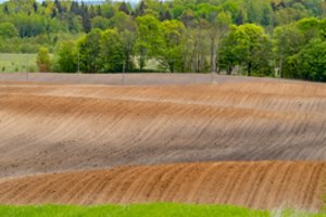 Nacionalinė žemės tarnyba perduos Valstybinių miškų urėdijai 15 tūkst. ha valstybinės žemės