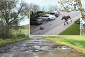 Pasipylė motociklų avarijos, kaktomušų su žvėrimis išvengti nepavyksta net ir mieste