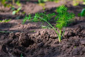 Krapų sėklas pamirkykite šiame karštame skystyje: augs sodriai žali, nenugels