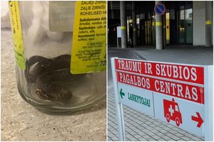 Į ligoninę – su gyvate: pas Kauno medikus apsilankė ir pacientas, ir jam įkandusi angis