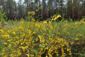 Daugelį žavinčius krūmus ragina skinti ir naikinti be gailesčio: tokį pasisodinus gresia ir bauda