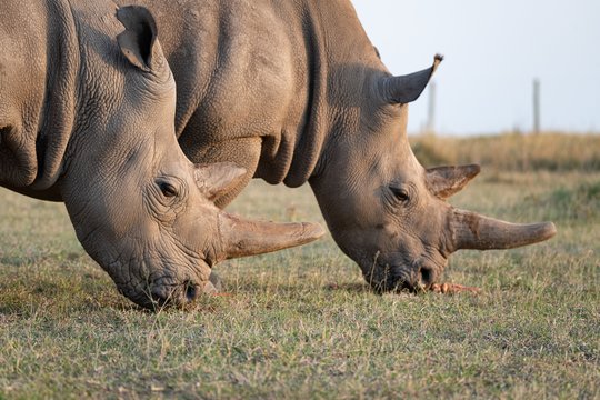 Sėkmingas raganosių perkėlimas į Ruandą: įveikė maždaug 3000 kilometrų kelią 
