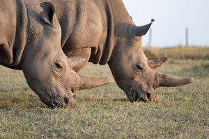 Sėkmingas raganosių perkėlimas į Ruandą: įveikė maždaug 3000 kilometrų kelią 