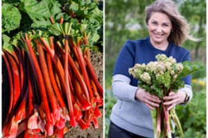 Primiršta daržovė atrandama iš naujo: vasarą siūlo atsigaivinti ledais iš močiutės daržo