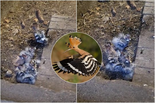 Vaizdas, pakerėjęs lietuvius: ūkiniame pastate namus rado Raudonosios knygos paukščių šeimyna