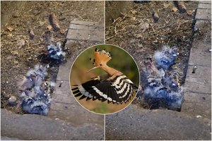 Vaizdas, pakerėjęs lietuvius: ūkiniame pastate namus rado Raudonosios knygos paukščių šeimyna