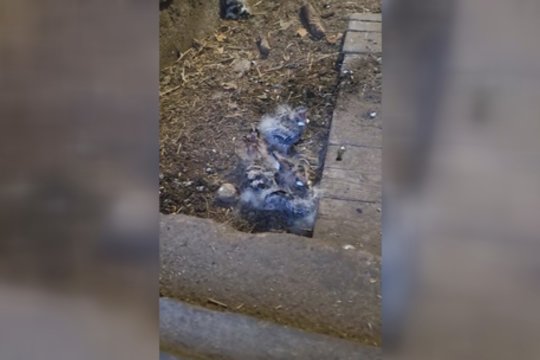 Ornitologų dėmesį patraukė retas vaizdas: ūkyje apsigyveno į Raudonąją knygą įrašyti paukščiai