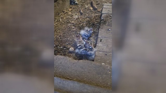 Ornitologų dėmesį patraukė retas vaizdas: ūkyje apsigyveno į Raudonąją knygą įrašyti paukščiai