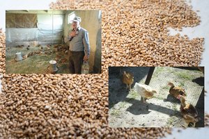 Lesina vištas, bet tuo pačiu šeria lapes kaimynystėje – per vienus metus šios išnešė 60 Rimanto paukščių