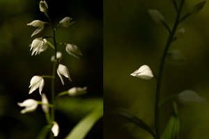 Šios Lietuvos miškuose augančios orchidėjos pražysta tik pasiekusios 10-metį: pastebėjus prašo pranešti