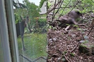 Tragiška atomazga: Kaune klaidžiojęs briedis buvo smarkiai sužeistas, gyvūnas neišgyveno