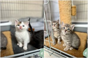 Žuvus mamai 3 mieli ir žaismingi našlaitėliai ieško namų