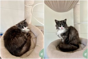 Jaunas gražuolis prašo namų: „Gal tu esi tas ypatingas žmogus“