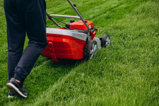 Renkamės vejos sėklas: rinktis grynas ar mišinius?
