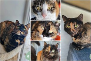 5 nuostabios katytės – tarsi nematomos, tačiau tikrai išskirtinės: ar atsiras norinčių geriausios draugės?