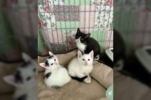 3 kuklūs, bet labai mieli ir smalsūs mažyliai ieško namų: dievina paglostymus