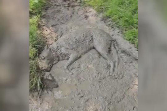 Pamačius tokį vaizdelį reikėtų pasikrapštyti akis: šuo prasmego purvo vonioje