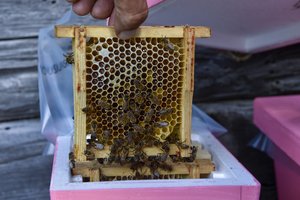 Po žinios apie klastojamą medų – nauji faktai: įtaria, kad klastočių galėjo būti dar daugiau