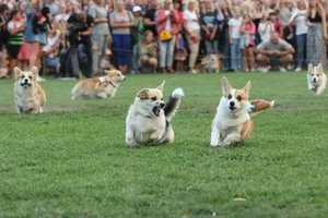 Vilnius tampa Europos korgių sostine: „Korgių lenktynės 2025“ – net dvi dienas