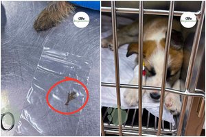 Veterinarai įspėja: vasarą suintensyvėja kvėpavimo sutrikimai naminiams gyvūnams – nelaukite, kol bus per vėlu