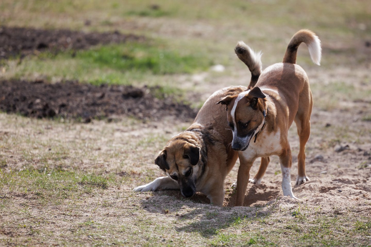 Ramunės augintiniai.<br> V.Skaraičio nuotr.