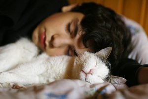 5 priežastys, kodėl katės renkasi miegoti ant žmogaus galvos: antroji – ypač svarbi