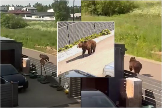 Meška jau pastebėta ir Vilniaus rajone: nufilmavo lakstančią visai šalia gyvenamųjų namų 