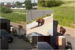 Meška jau pastebėta ir Vilniaus rajone: nufilmavo lakstančią visai šalia gyvenamųjų namų 