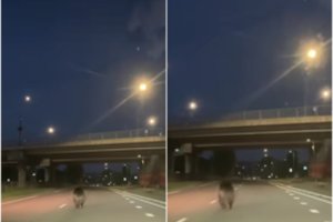 Šalia Vilniaus centro – meška: gyventojai netikėtą viešnią užfiksavo bėgančią viena judriausių sostinės gatvių