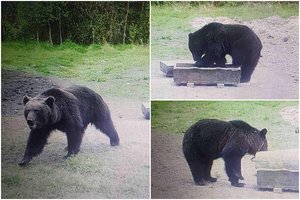 Vilniuje – netikėtas svečias: paaiškino, kaip elgtis sutikus mešką