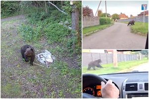 Toli nuo Vilniaus nenuklydo: meška apsilankė Riešės gyventojų kiemuose