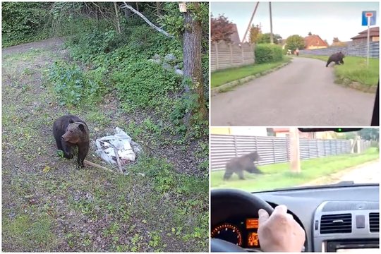Toli nuo Vilniaus nenuklydo: meška apsilankė Riešės gyventojų kiemuose