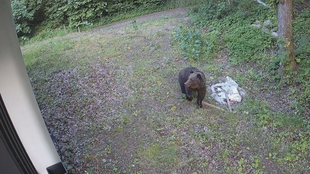 Meškos vizitas sostinėje tęsiasi: savaitgalį nusprendė užbaigti Vilniaus rajone esančiame kaime