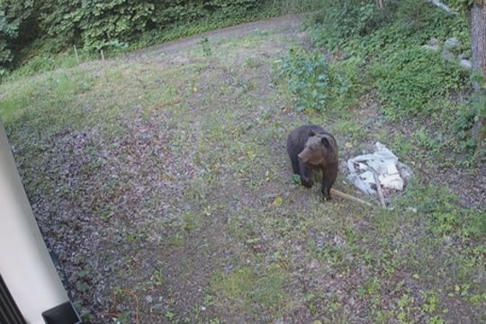 Meškos vizitas sostinėje tęsiasi: savaitgalį nusprendė užbaigti Vilniaus rajone esančiame kaime
