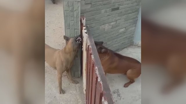 Netikėta ginčo baigtis: pulti į nasrus pritrūko drąsos