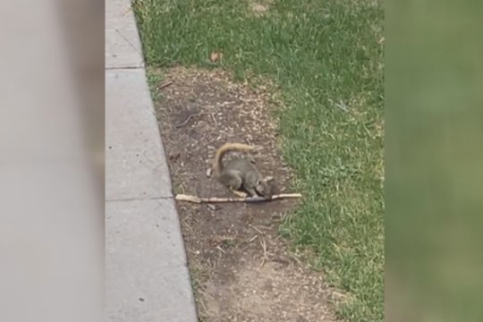 Gamtoje užfiksavo juokingą situaciją: voverytė tarsi ruošėsi kovai