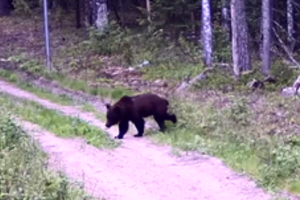 „Situacija yra nenormali“: kodėl meška vis dar laisvai klajoja po Vilnių?
