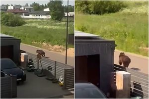 Nusprendė, ką daryti su po Vilnių klaidžiojusia meška – prašo ir gyventojų pagalbos