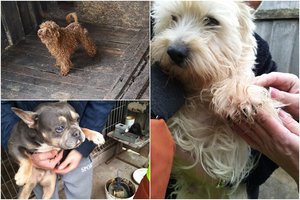 10 šunų suluošinęs Jurbarko gyventojas išgirdo nuosprendį 