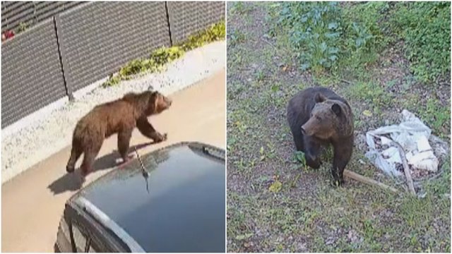 Ragina nepamiršti, kad Vilniaus rajone klaidžioja plėšrus gyvūnas: atsakė, ką daryti pamačius mešką