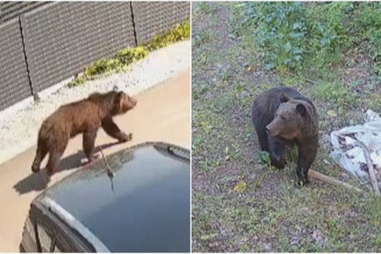 Ragina nepamiršti, kad Vilniaus rajone klaidžioja plėšrus gyvūnas: atsakė, ką daryti pamačius mešką