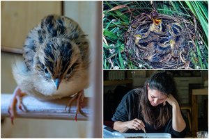 Vienas rečiausių Europos paukščių namus atranda Lietuvoje: specialistų sėkmės paslaptis jau žinoma visame pasaulyje