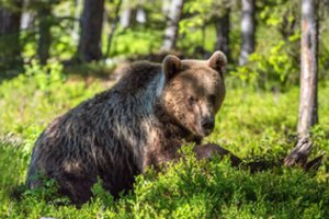 Meškos Vilniuje nebėra: skelbia, kur juda toliau