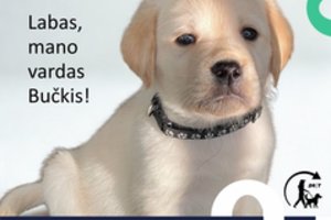 Į Lietuvą atvykusiam labradoro retriverių veislės šuniukui vedliui išrinktas mielas lietuviškas vardas