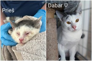 Švelnutis 9 mėn. katinėlis vis dar laukia tų vienintelių, kurie mylės ir neišduos